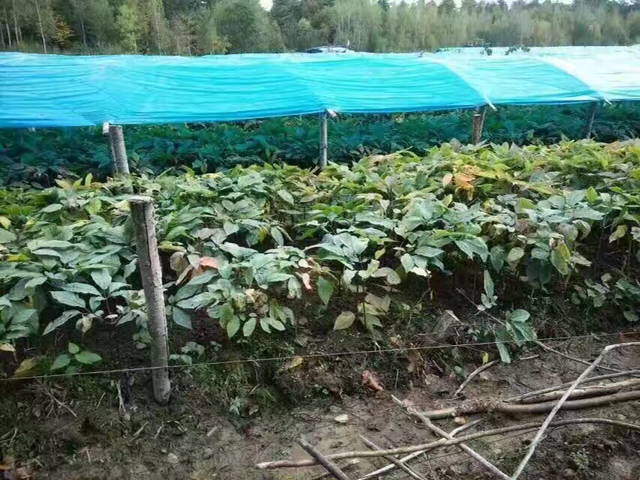 韩国高丽参种植基地航拍图