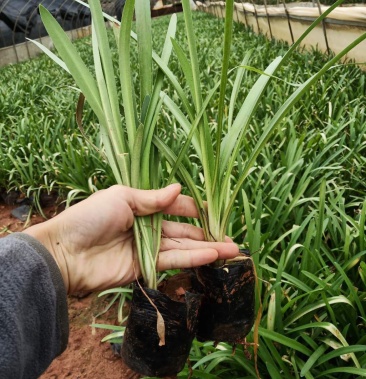 百子莲小杯苗百子莲小苗云南白子莲苗圃直销苗木花卉