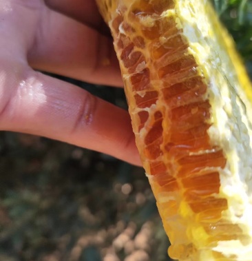 [蜜蜂批发]大挂蜂价格60.00元/斤 - 一亩田