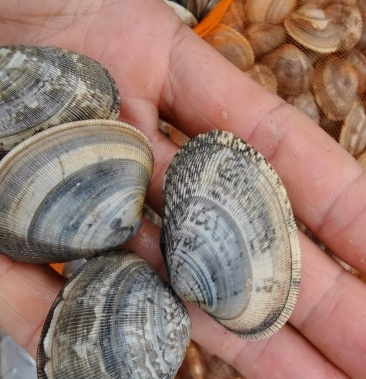 [东风螺批发]花蛤,花螺价格4.00元/斤 - 一亩田