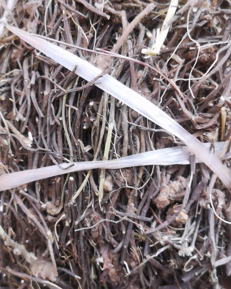 云南威灵仙小黑药500g包邮