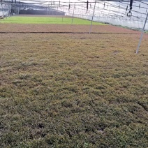 五色草。杯苗穴盘苗。山东基地常年供应优质草花