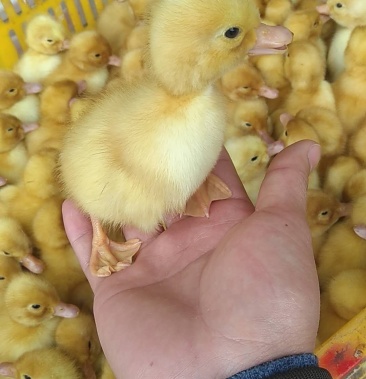 大种白鸭苗 惠州发货价格优惠