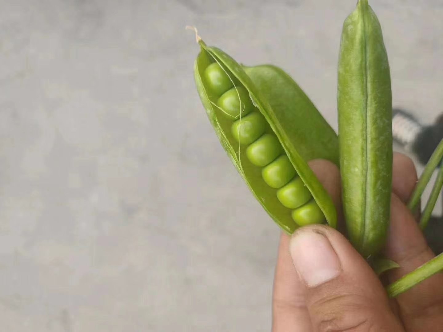 青豌豆与白豌豆外观对比图