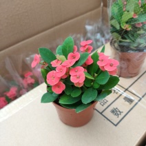 铁海棠虎刺梅盆栽多肉室内花卉绿植带花带盆发货