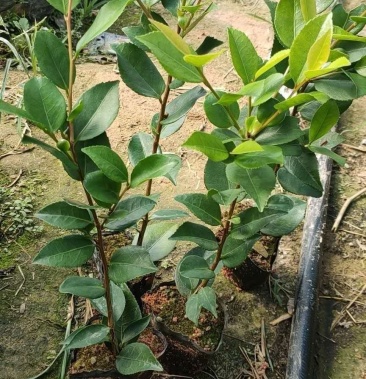 [茶花苗批发]茶花苗小袋高30公分价格2.50元/棵 - 一亩田