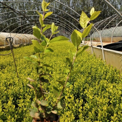 云南金叶女贞苗价格行情走势 - 一亩田