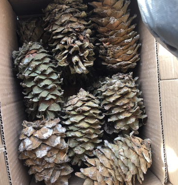 东北小兴安岭野生红松松塔