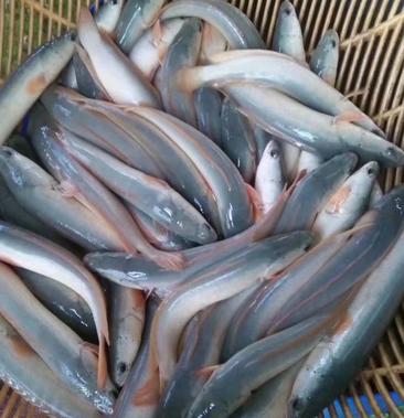 白沙乌江鱼图片