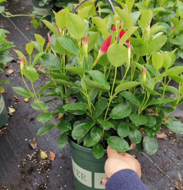 双喜藤富贵红飘香藤福建基地直销批发