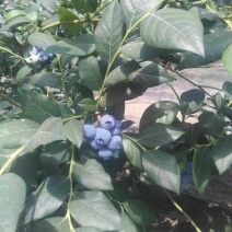蓝莓