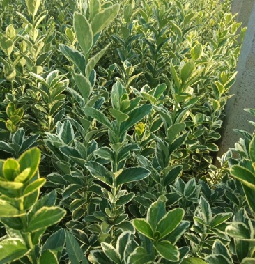 金边冬青(自家种植,质优价廉)