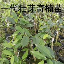 正宗名贵沉香苗芽接奇楠沉香苗黄金树带泥大杯苗