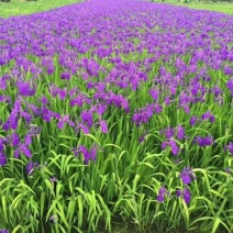 德国鸢尾德国鸢尾花卉盆景