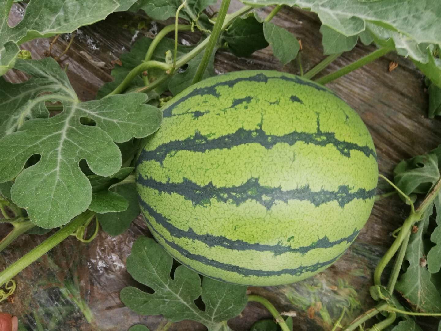 一片阳光充足的农田中,藤蔓蔓延的西瓜植株上结着多个圆形的无籽西瓜,农民正在弯腰查看长势,土壤湿润,周围有蜜蜂飞舞,展现生态种植环境 田间种植的无籽西瓜