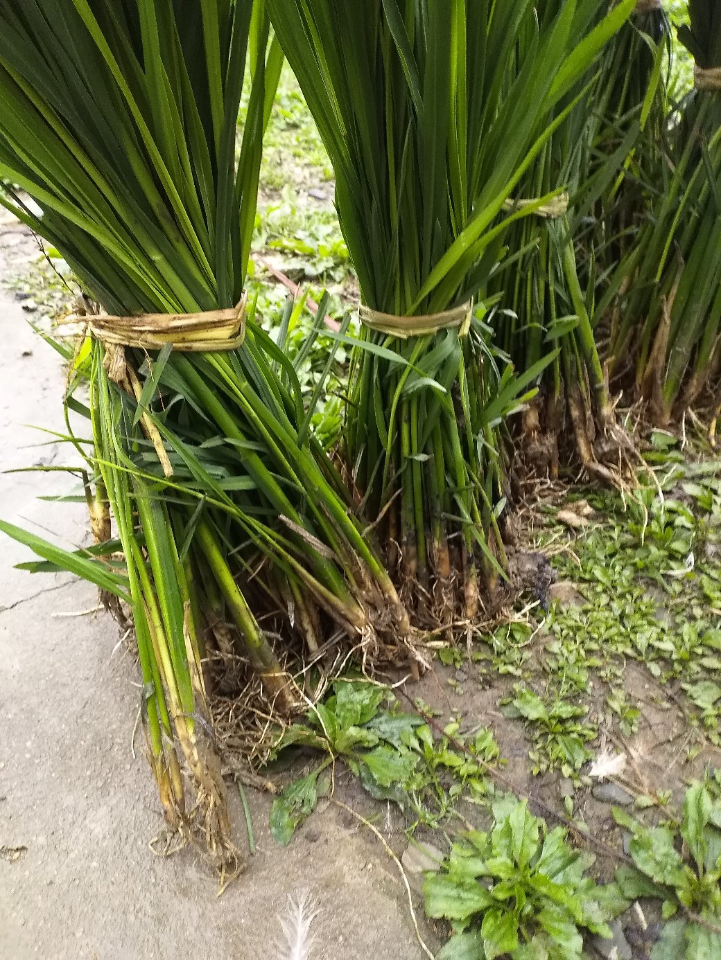 [茭白苗批发]茭白种苗美人茭,单双季茭白苗,美人茭老根(全国包邮)价格