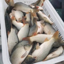 陕西渭南合阳黄河滩，池塘鲤鱼