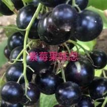 黑加仑苗，批发三年生黑加仑苗，当年栽苗当年挂果