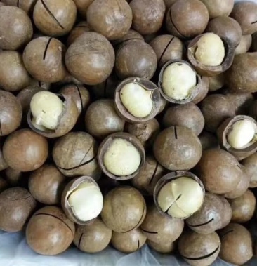 [夏威夷果批发]夏威夷果奶油味原味22年新货厂家直销批发零售量大从优