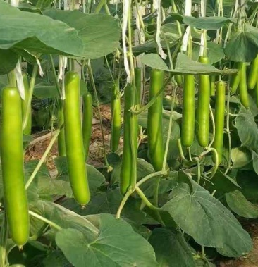 精品瓠子瓜瓠瓜大量供应