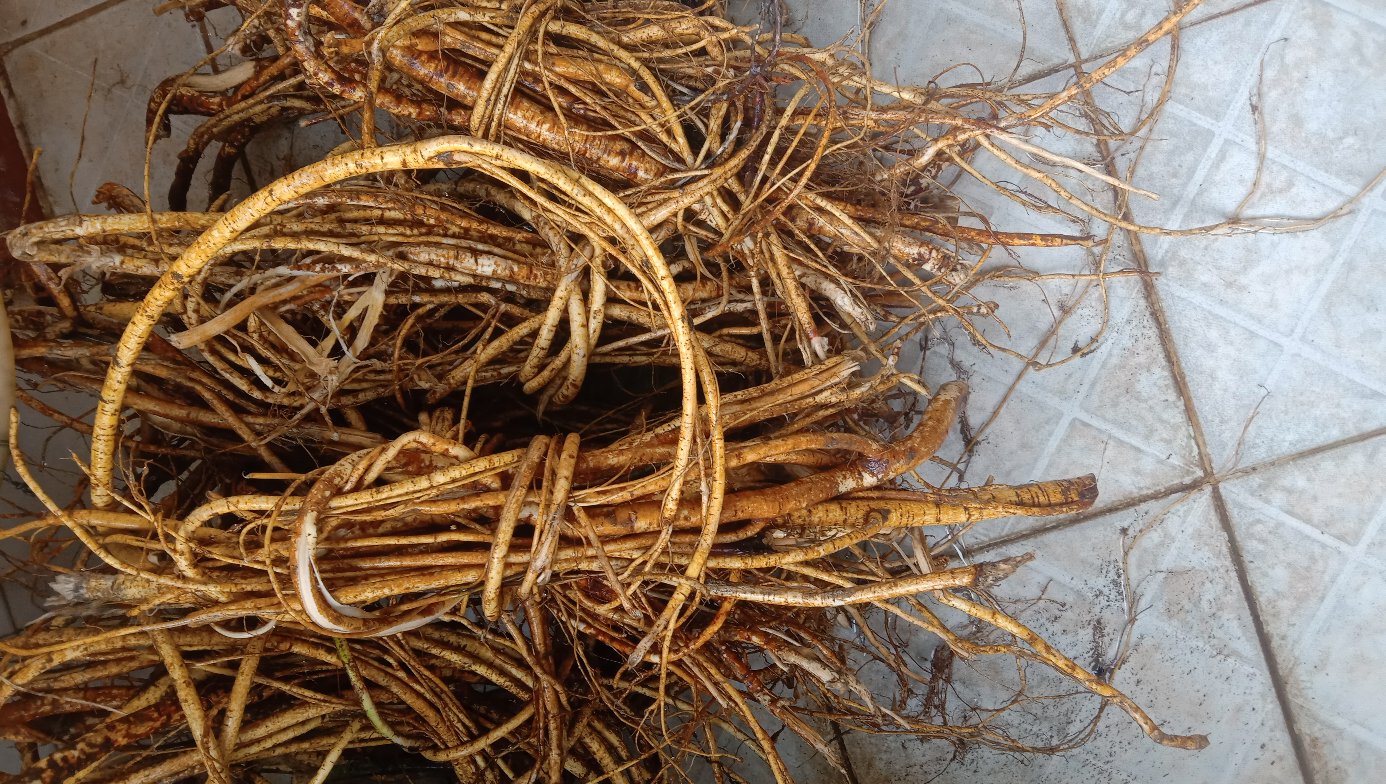 胡桃树枝条特写,展示其分枝结构与芽点分布 胡桃树枝条特写