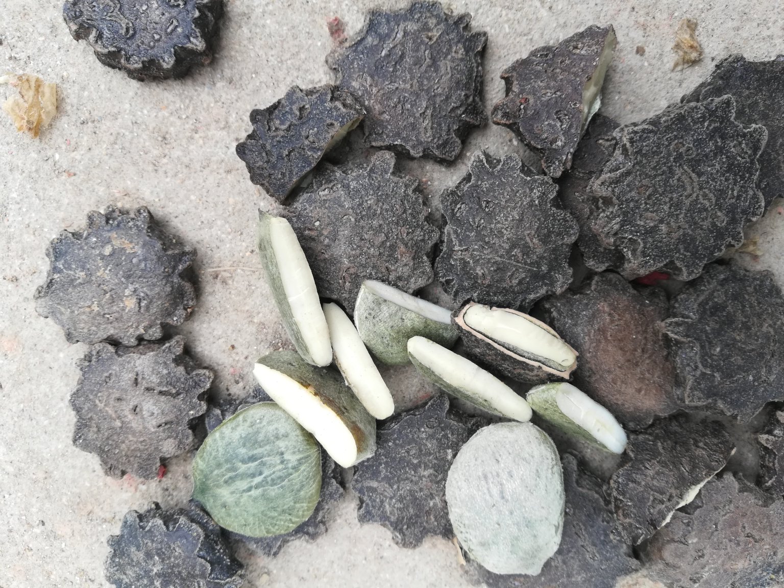 八角龟药材龟板