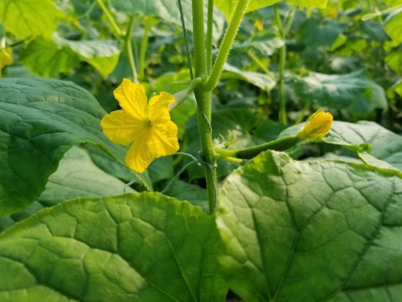 小黄瓜花特写:新鲜采摘的带柄初绽雌花,花瓣淡黄微绿,花萼青翠饱满,花托处可见未膨大子房,表面覆有细密白色绒毛,背景为露珠晶莹的绿色藤蔓 小黄瓜花特写:新鲜采摘的带柄初绽雌花,花瓣淡黄微绿,花萼青翠饱满,花托处可见未膨大子房,表面覆有细密白色绒毛,背景为露珠晶莹的绿色藤蔓