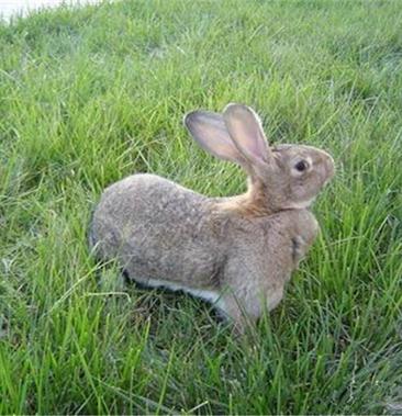 比利时杂交野兔图片