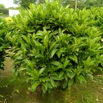 非洲茉莉