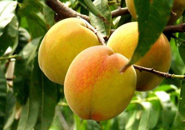 一片阳光充足的山地果园中,成排的83黄桃树挂满金黄色果实,果皮带有红晕,果农正在采摘成熟的黄桃,背景为绿色山丘和蓝天 83黄桃果园实景图