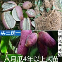 八月瓜苗八月炸大苗无籽少籽改良品种八月瓜紫宝三号