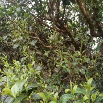 古树茶