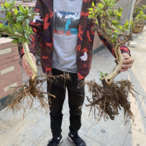 金银花树桩，种植基地