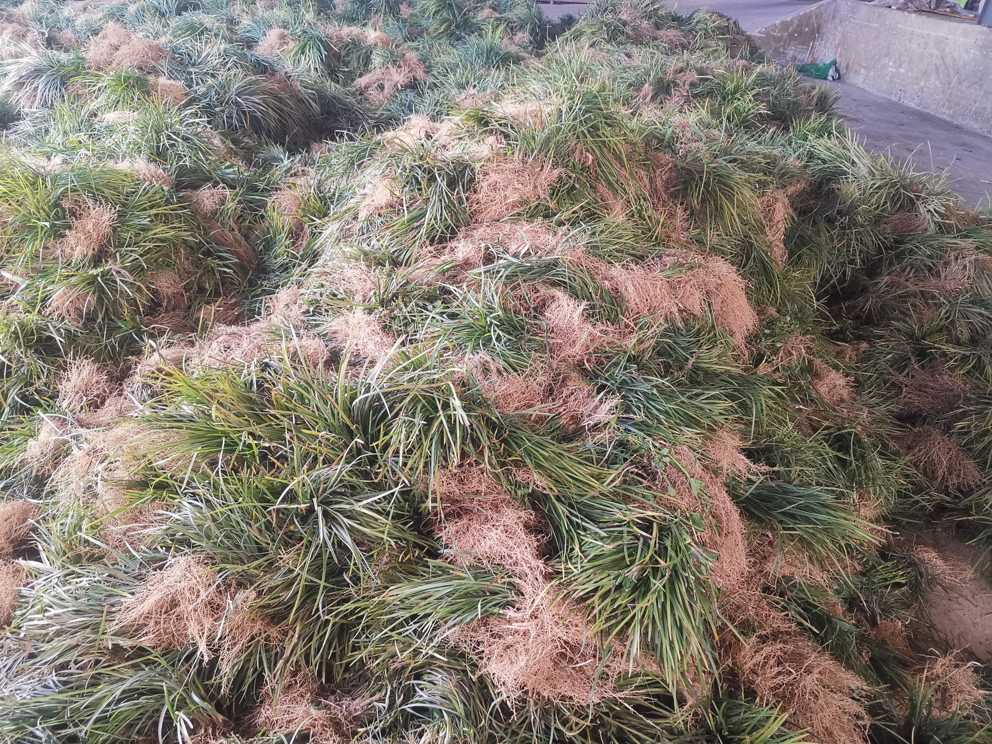 新鲜采摘的黄芩叶,叶片翠绿,质地柔软 新鲜黄芩叶