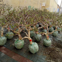 精品金银花老桩盆景