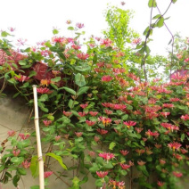 红色金银花盆栽，爬藤植物，双色花，耐寒，围栏种植