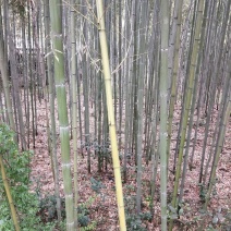 刚竹