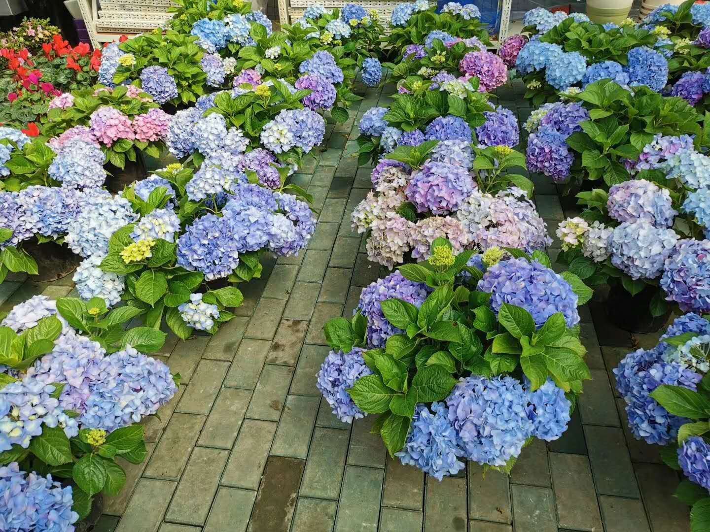 小雏菊在花坛中盛开