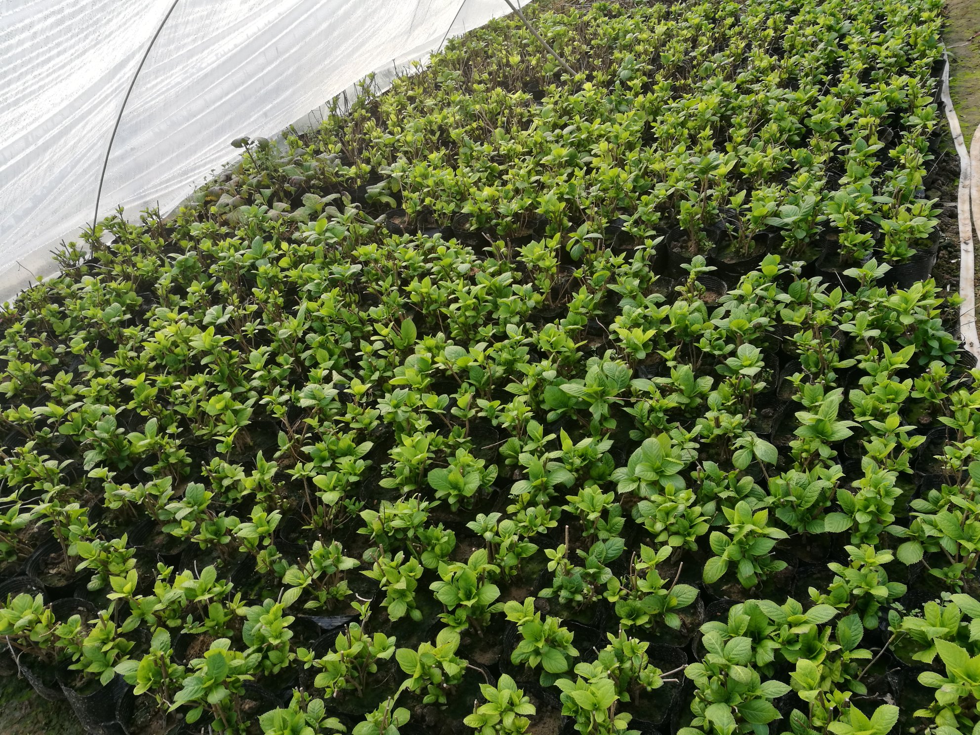 八角金盘小苗植株特写