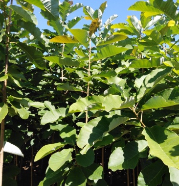 日本厚朴北方厚朴树出售各种规格都有现货