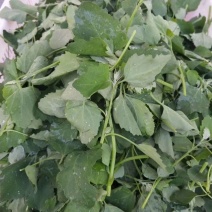 新鲜灰灰菜，速冻灰灰菜，原产地采收传统工艺加工各种规格。