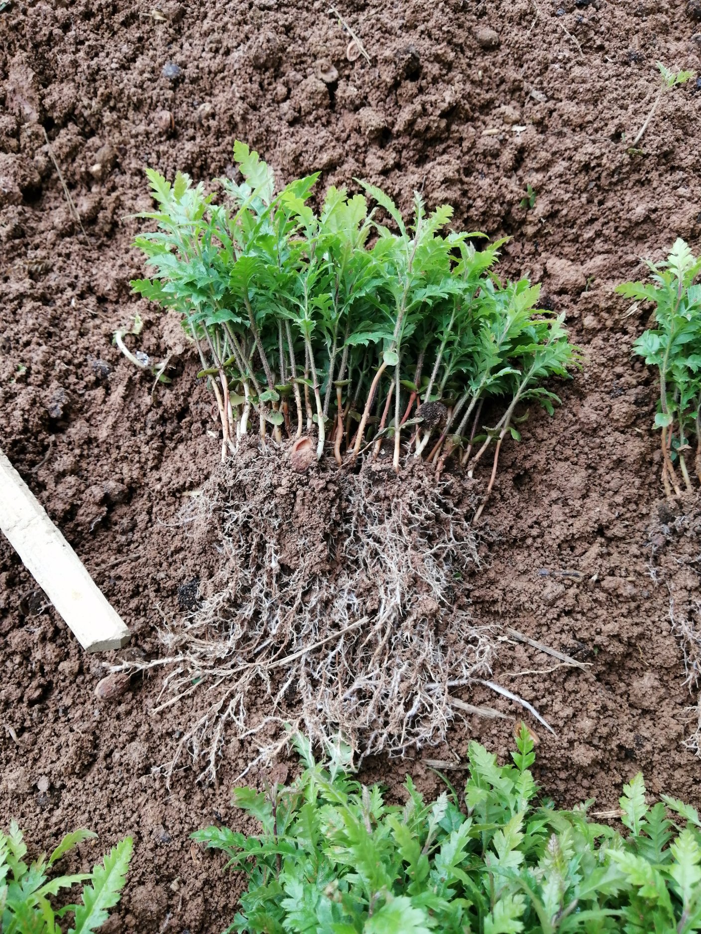 [杨梅苗批发]杨梅苗,杨梅小苗,杨梅实生苗,苗圃直销,可视频看苗起苗.