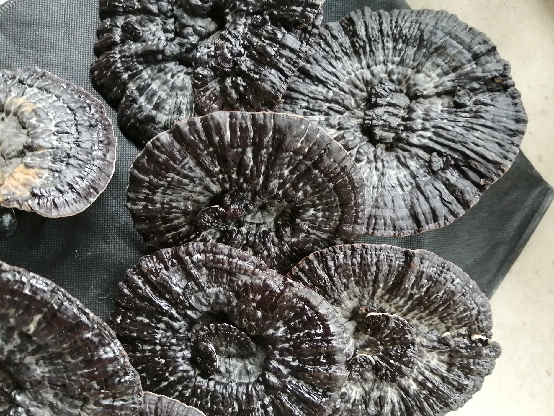 海南黑灵芝子实体特写：展示其深紫黑色菌盖与漆样光泽