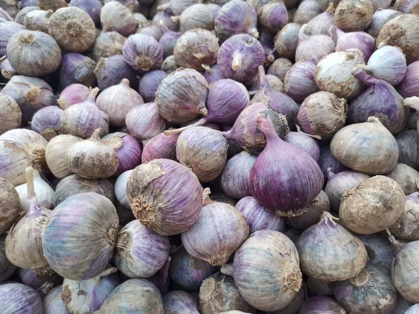 黑独头蒜特写