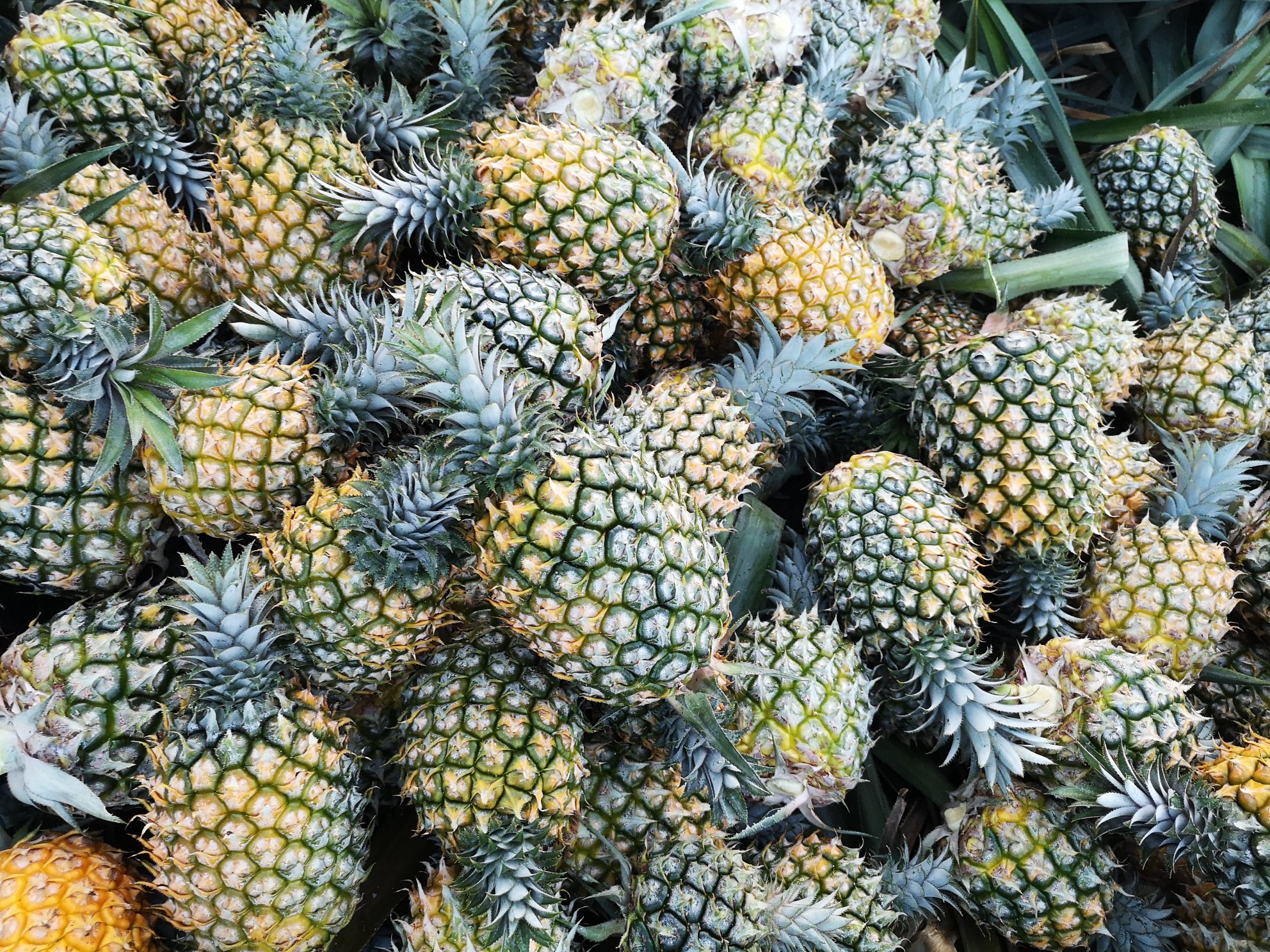 图表展示菠萝的GI值与其他水果的对比,以及对血糖的影响曲线 菠萝与血糖关系图示