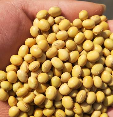 安徽黄豆,大豆,可做各种豆制品,蛋白豆,高蛋白大豆
