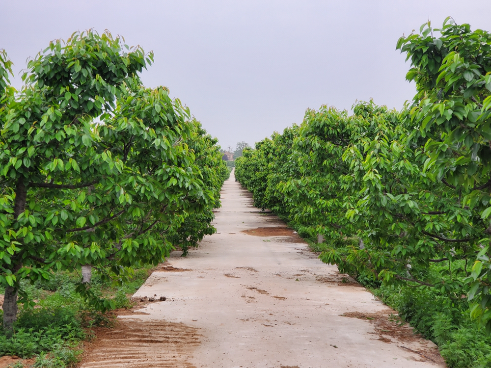 从高空俯瞰一片整齐规划的先锋樱桃果园, rows of cherry trees extend into the distance with lush green foliage and clusters of red cherries visible among the leaves. The orchard is situated in a hilly area with clear skies above, showing optimal planting density and irrigation systems along the pathways between tree rows 先锋樱桃果园全景航拍视角