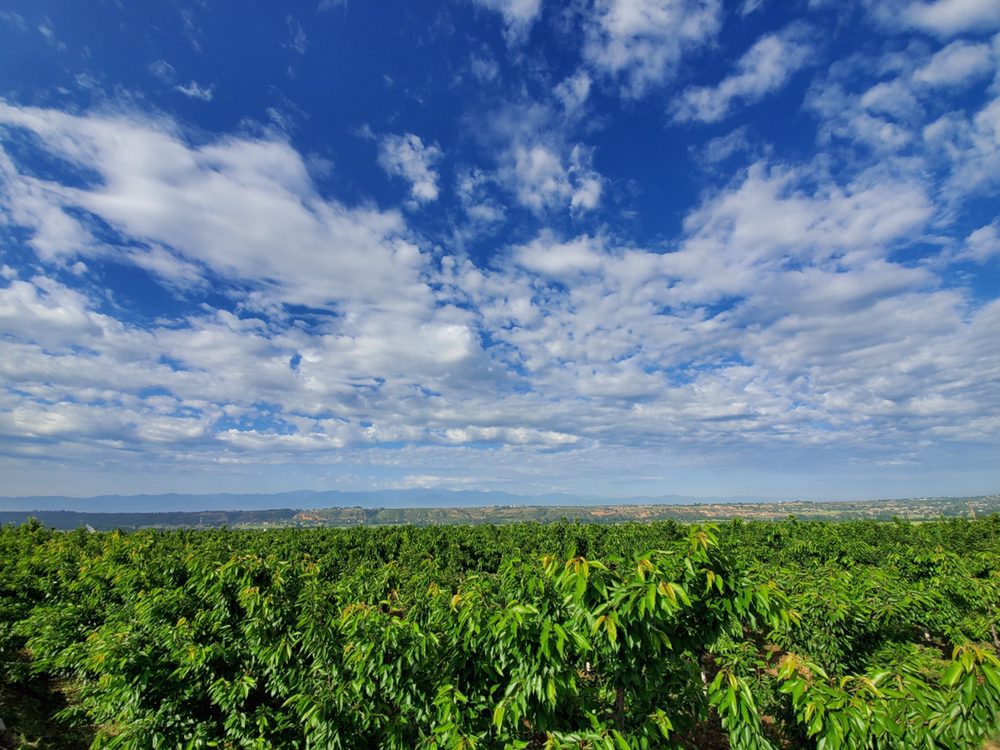 先锋樱桃果园全景图