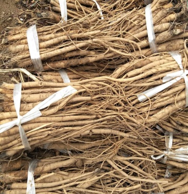 [批发]独活种苗价格1.00元/棵 - 一亩田