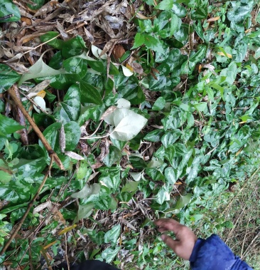 细辛苗质量保证经济效益好值得发展